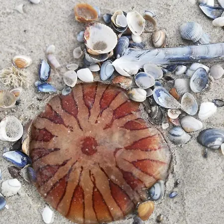 Stuivezandeweg 6- Naehe By Interhome 度假居