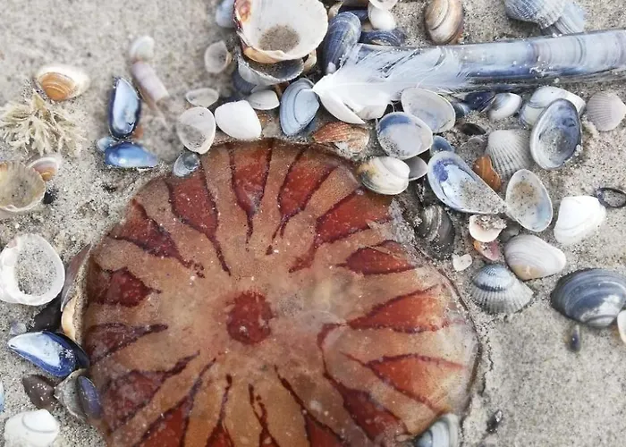 Stuivezandeweg 6- Naehe By Interhome Hébergement de vacances